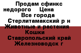 Продам сфинкс недорого  › Цена ­ 1 000 - Все города, Стерлитамакский р-н Животные и растения » Кошки   . Ставропольский край,Железноводск г.